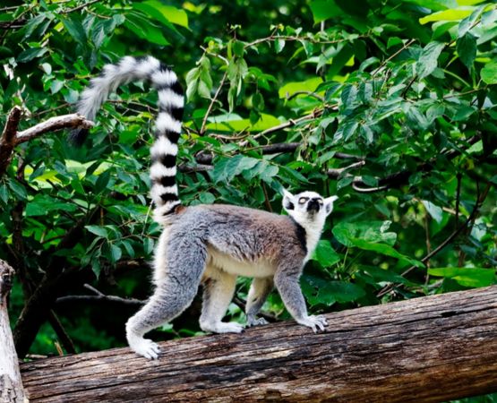 culture-malgache