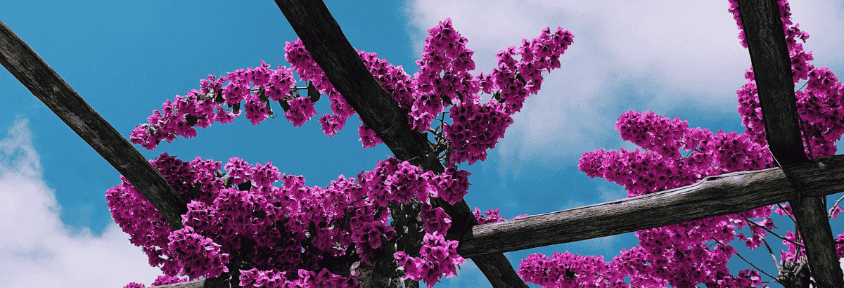 Pergola en bois recouverte de bougainvillier aux fleurs roses vives sur fond de ciel bleu.