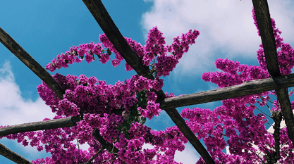 Pergola en bois recouverte de bougainvillier aux fleurs roses vives sur fond de ciel bleu.