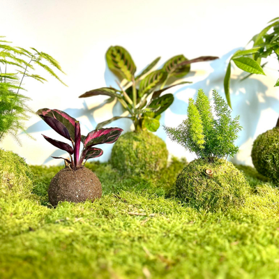 Plantes vertes décoratives posées sur des boules de mousse dans un décor naturel.